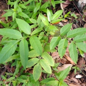 Polyscias murrayi at Morton National Park - 9 Feb 2024