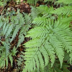 Lastreopsis microsora subsp. microsora (Creeping Shield Fern) at Twelve Mile Peg, NSW - 8 Feb 2024 by plants