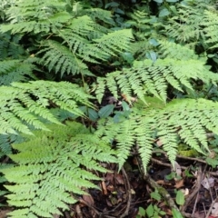 Dennstaedtia davallioides (Lacy Ground Fern) at Morton National Park - 8 Feb 2024 by plants