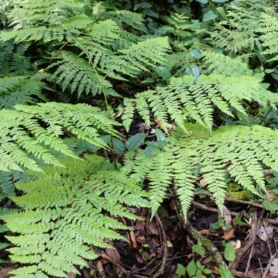 Dennstaedtia davallioides (Lacy Ground Fern) at Twelve Mile Peg, NSW - 8 Feb 2024 by plants