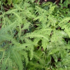 Sticherus lobatus (Spreading Fan Fern) at Twelve Mile Peg, NSW - 9 Feb 2024 by plants