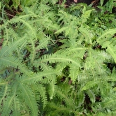 Sticherus lobatus (Spreading Fan Fern) at Twelve Mile Peg, NSW - 8 Feb 2024 by plants