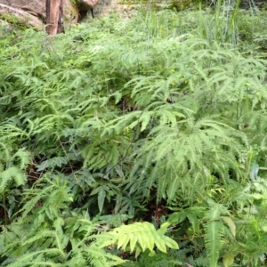 Sticherus lobatus at Morton National Park - 9 Feb 2024