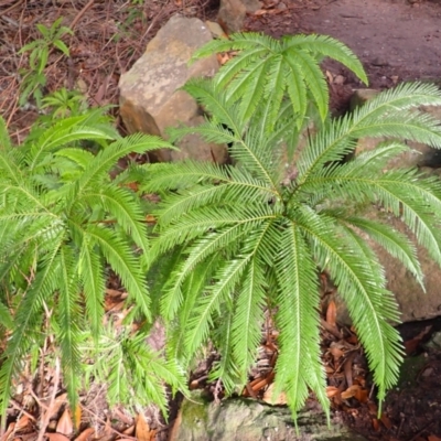 Sticherus flabellatus (Shiny Fan-fern, Umbrella Fern) at Twelve Mile Peg, NSW - 9 Feb 2024 by plants