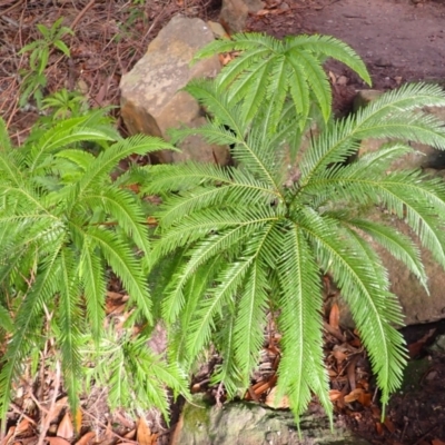 Sticherus flabellatus (Shiny Fan-fern, Umbrella Fern) at Twelve Mile Peg, NSW - 8 Feb 2024 by plants