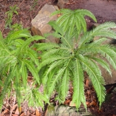 Sticherus flabellatus (Shiny Fan-fern, Umbrella Fern) at Twelve Mile Peg, NSW - 8 Feb 2024 by plants