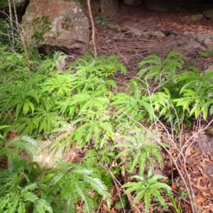 Sticherus flabellatus at Morton National Park - suppressed