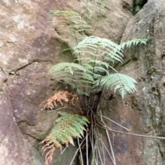 Todea barbara (King Fern) at Twelve Mile Peg, NSW - 9 Feb 2024 by plants