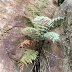 Todea barbara (King Fern) at Twelve Mile Peg, NSW - 8 Feb 2024 by plants