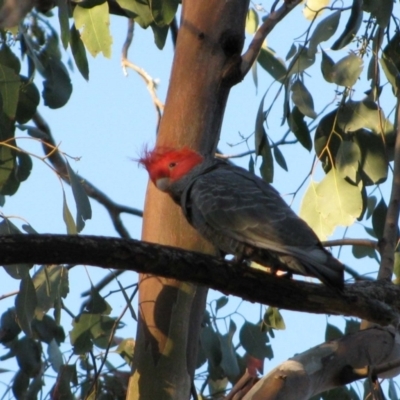 Callocephalon fimbriatum (Gang-gang Cockatoo) at Woomargama National Park - 6 Nov 2009 by MB