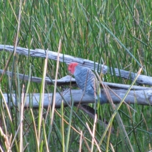 Callocephalon fimbriatum at Woomargama National Park - suppressed
