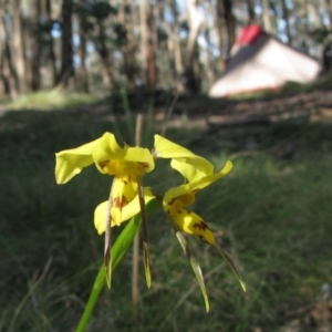 Diuris sulphurea at Woomargama National Park - 7 Nov 2009