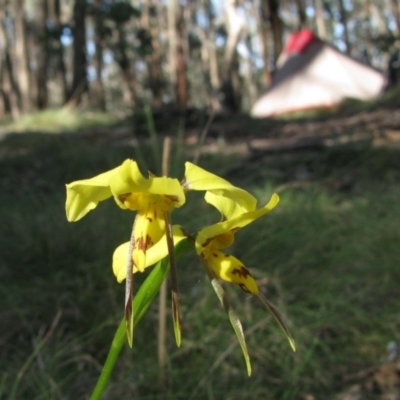 Diuris sulphurea (Tiger Orchid) at Talmalmo, NSW - 7 Nov 2009 by MB