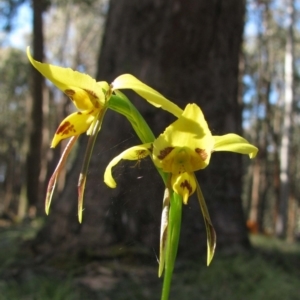 Diuris sulphurea at Woomargama National Park - suppressed