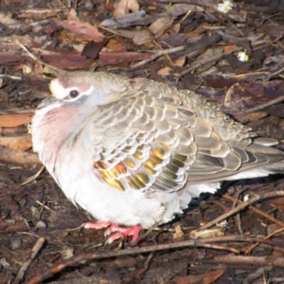 Phaps chalcoptera (Common Bronzewing) at Pemberton, WA - 8 Sep 2009 by MB