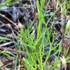 Vittadinia muelleri (Narrow-leafed New Holland Daisy) at Hall, ACT - 9 Feb 2024 by strigo