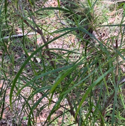 Cassinia longifolia (Shiny Cassinia, Cauliflower Bush) at Hall, ACT - 9 Feb 2024 by strigo