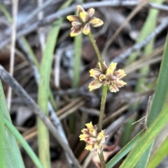 Lomandra multiflora (Many-flowered Matrush) at Hall, ACT - 10 Feb 2024 by strigo