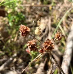 Luzula sp. at Hall, ACT - 10 Feb 2024 10:50 AM