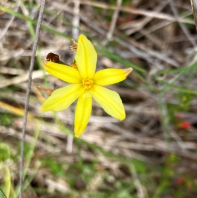 Bulbine bulbosa (Golden Lily) at Hall, ACT - 9 Feb 2024 by strigo