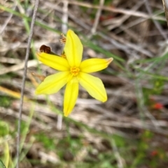 Bulbine bulbosa (Golden Lily) at Hall, ACT - 9 Feb 2024 by strigo