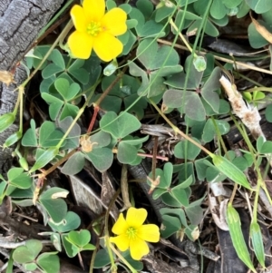 Oxalis sp. at Hall, ACT - 10 Feb 2024 11:00 AM