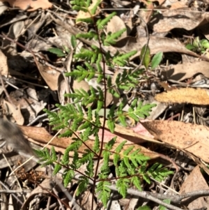 Cheilanthes sieberi subsp. sieberi at Hall, ACT - 10 Feb 2024 10:45 AM