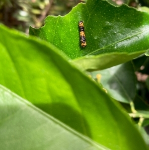 Papilio anactus at Curtin, ACT - 10 Feb 2024