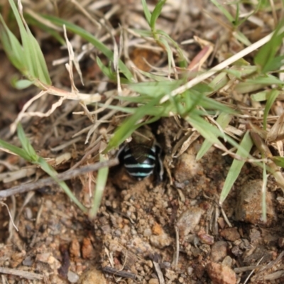 Amegilla (Zonamegilla) asserta (Blue Banded Bee) at Holt, ACT - 10 Feb 2024 by VanceLawrence