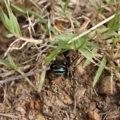 Amegilla (Zonamegilla) asserta (Blue Banded Bee) at Holt, ACT - 10 Feb 2024 by VanceLawrence