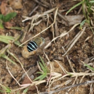 Amegilla (Zonamegilla) asserta at Holt, ACT - 10 Feb 2024