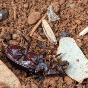 Aulacocyclus sp. (genus) at Watson Green Space - 10 Feb 2024