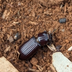 Aulacocyclus sp. (genus) at Watson Green Space - 10 Feb 2024 04:09 PM