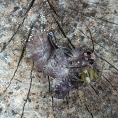 Unidentified Noctuoid moth (except Arctiinae) at Watson Green Space - 10 Feb 2024 by AniseStar