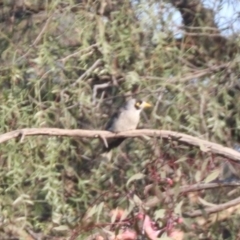 Manorina melanocephala (Noisy Miner) at Coolamon, NSW - 2 Sep 2023 by HappyWanderer