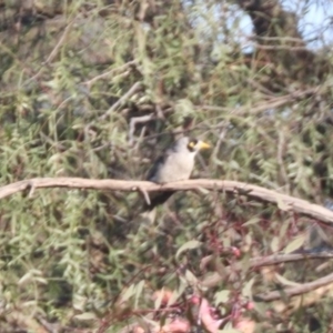 Manorina melanocephala at Coolamon, NSW - 2 Sep 2023 04:35 PM