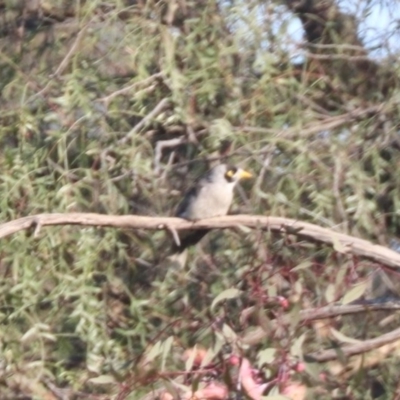 Manorina melanocephala (Noisy Miner) at Coolamon, NSW - 2 Sep 2023 by HappyWanderer