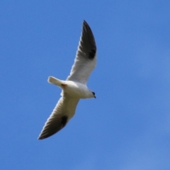 Elanus axillaris (Black-shouldered Kite) at Googong, NSW - 10 Feb 2024 by RodDeb