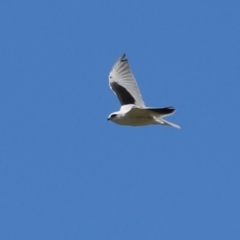 Elanus axillaris at QPRC LGA - 10 Feb 2024 12:26 PM