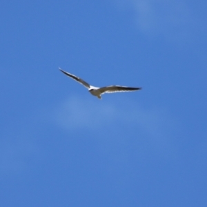 Elanus axillaris at QPRC LGA - 10 Feb 2024 12:26 PM