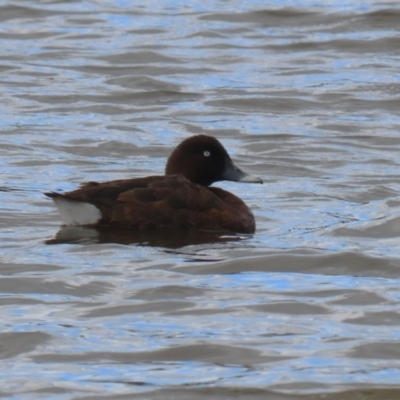 Aythya australis (Hardhead) at Googong, NSW - 10 Feb 2024 by RodDeb