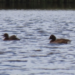 Aythya australis at QPRC LGA - 10 Feb 2024 12:14 PM