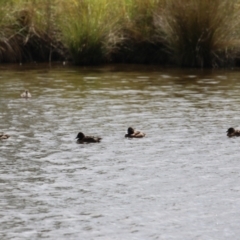 Aythya australis at QPRC LGA - 10 Feb 2024 12:14 PM