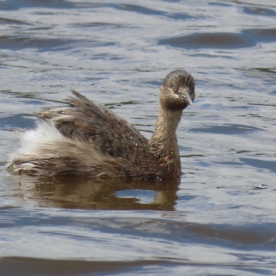 Poliocephalus poliocephalus (Hoary-headed Grebe) at Googong, NSW - 10 Feb 2024 by RodDeb