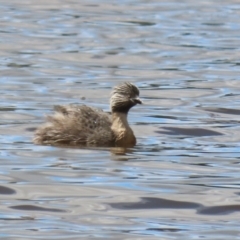 Poliocephalus poliocephalus at QPRC LGA - 10 Feb 2024