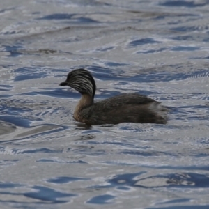 Poliocephalus poliocephalus at QPRC LGA - 10 Feb 2024