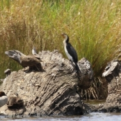 Microcarbo melanoleucos (Little Pied Cormorant) at QPRC LGA - 10 Feb 2024 by RodDeb