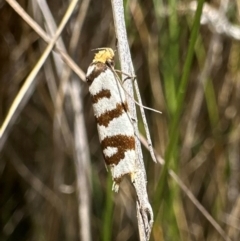 Linosticha cyclophragma (A Concealer moth (Wingia group)) at Tidbinbilla Nature Reserve - 1 Feb 2024 by Pirom