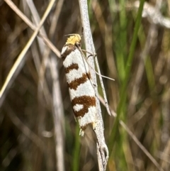 Linosticha cyclophragma (A Concealer Moth) at Kambah, ACT - 1 Feb 2024 by Pirom