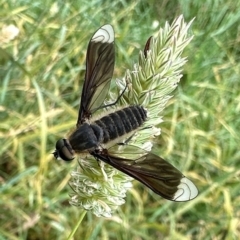 Comptosia apicalis (A bee fly) at Mount Ainslie - 10 Feb 2024 by Pirom